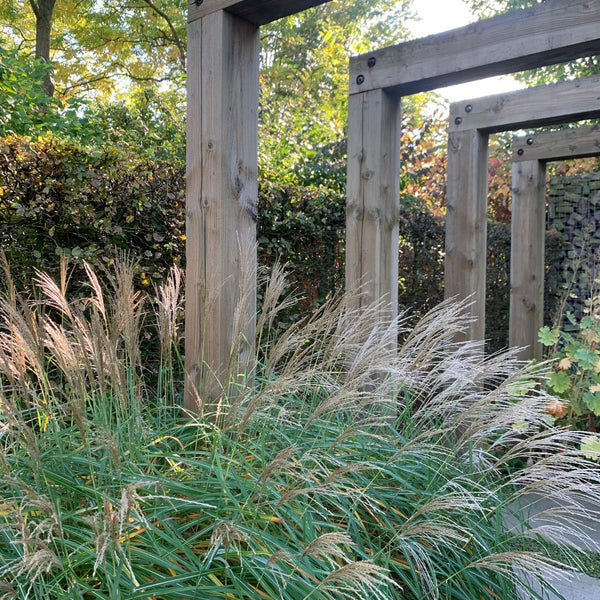 Miscanthus sinensis 'Kleine Silberspinne' - Chinaschilf 'Kleine Silberspinne'