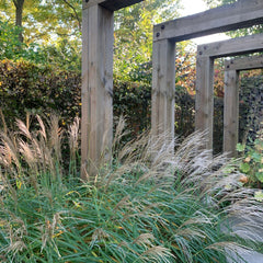 Miscanthus sinensis 'Kleine Silberspinne' - Chinaschilf 'Kleine Silberspinne'