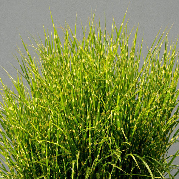 Miscanthus sinensis 'Strictus' - Zebra-Chinaschilf 'Strictus'
