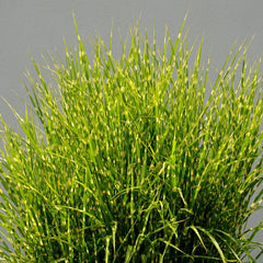 Miscanthus sinensis 'Strictus' - Zebra-Chinaschilf 'Strictus'