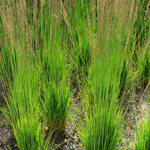 Molinia caerulea 'Moorhexe' - Kleines Pfeifengras 'Moorhexe'
