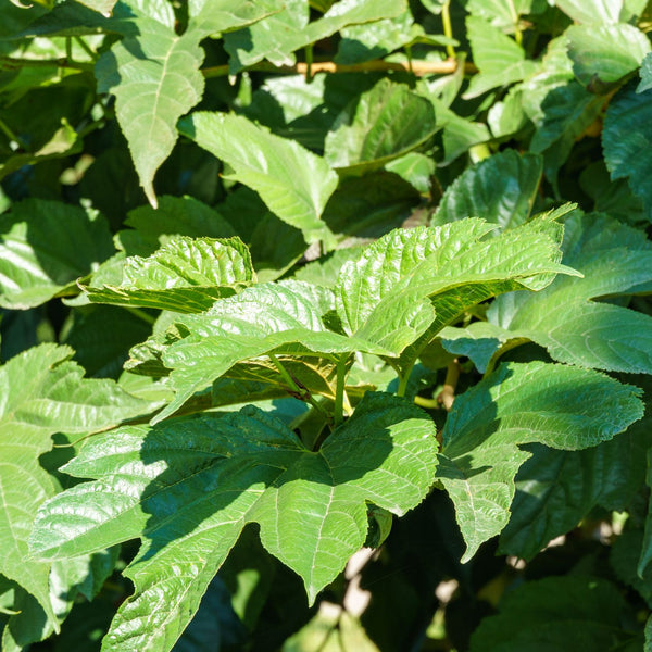 Morus platanifolia - Platananblättriger Maulbeerbaum