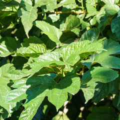 Morus platanifolia - Platananblättriger Maulbeerbaum