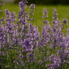 Nepeta x faassenii - Katzenminze