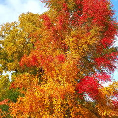 Nyssa sylvatica - Tupelobaum