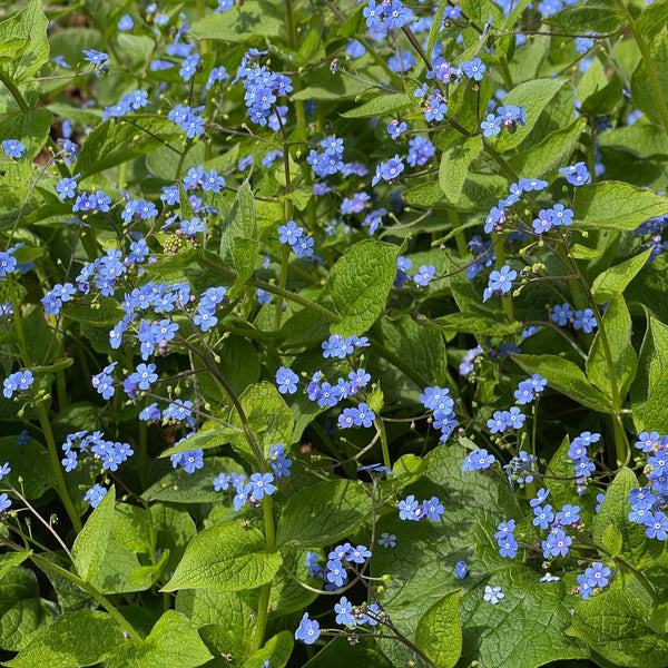 Omphalodes verna - Frühlings-Gedenkemein