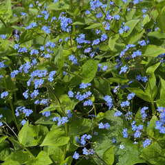 Omphalodes verna - Frühlings-Gedenkemein