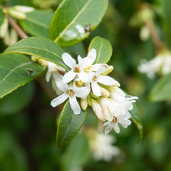 Osmanthus burkwoodii - Frühlings-Duftblüte