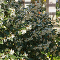 Osmanthus burkwoodii - Frühlings-Duftblüte