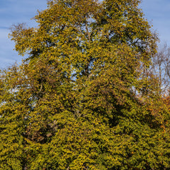 Ostrya carpinifolia - Hopfenbuche