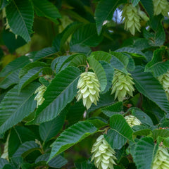 Ostrya carpinifolia - Hopfenbuche
