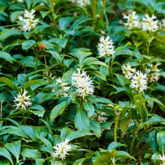 Pachysandra  terminalis 'Green Carpet' - Dickmännchen