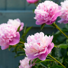 Paeonia lactiflora 'Sarah Bernhardt' - Pfingstrose
