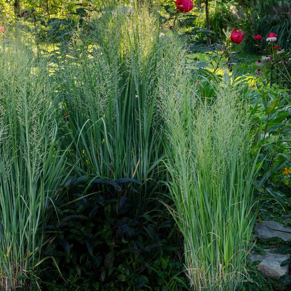 Panicum virgatum 'Northwind' - Rutenhirse 'Northwind'