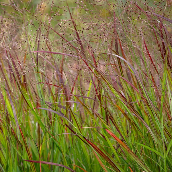 Panicum virgatum 'SHENANDOAH' - Rutenhirse 'SHENANDOAH'