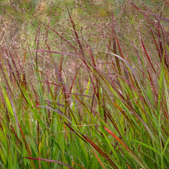Panicum virgatum 'SHENANDOAH' - Rutenhirse 'SHENANDOAH'