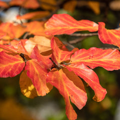 Parrotia persica - Eisenholzbaum