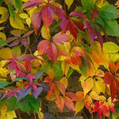 Parthenocissus tricuspidata 'Veitchii' - Jungfernrebe / Wilder Wein
