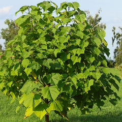 Paulownia tomentosa - Blauglockenbaum