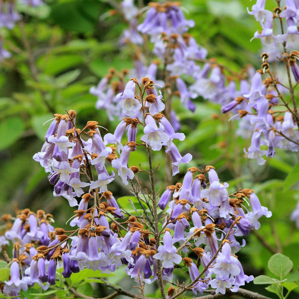 Paulownia tomentosa - Blauglockenbaum