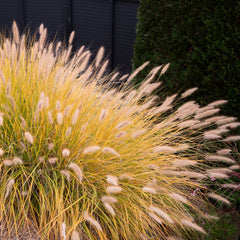 Pennisetum alopecuroides 'Hameln' - Federborstengras 'Hameln'