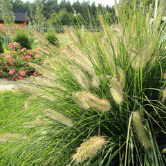 Pennisetum alopecuroides 'Herbstzauber' - Federborstengras 'Herbstzauber'