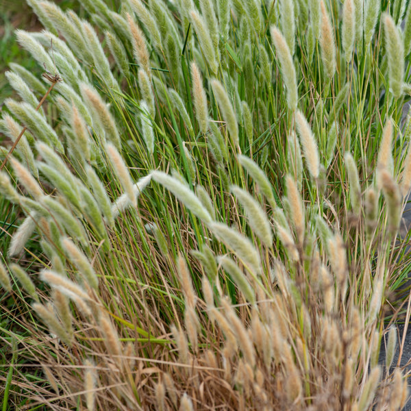 Pennisetum alopecuroides  'Japonicum' - Federborstengras 'Japonicum'