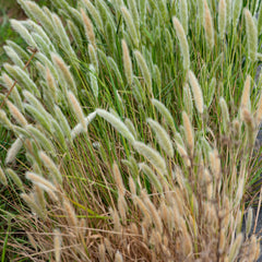 Pennisetum alopecuroides  'Japonicum' - Federborstengras 'Japonicum'