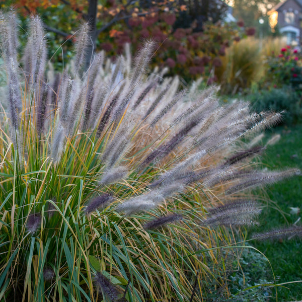 Pennisetum alopecuroides 'Red Head' - Federborstengras 'Red Head'