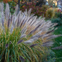 Pennisetum alopecuroides 'Red Head' - Federborstengras 'Red Head'