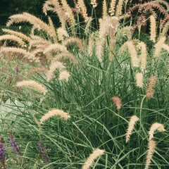 Pennisetum orientale 'Tall Tails' - Federborstengras