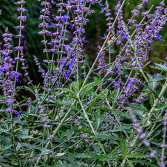 Perovskia atriplicifolia 'Blue Spire' - Blauraute