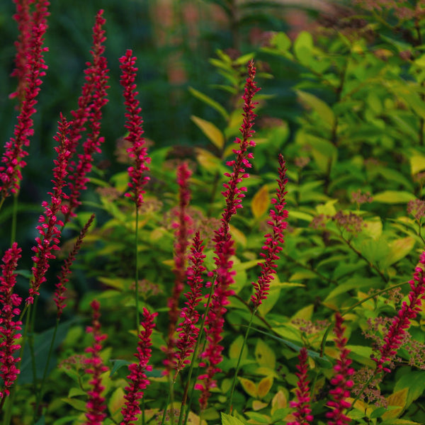 Persicaria amplexicaulis 'Blackfield' - Kerzenknöterich