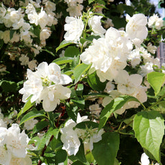 Philadelphus  'Schneesturm' - Garten-Jasim 'Schneesturm'