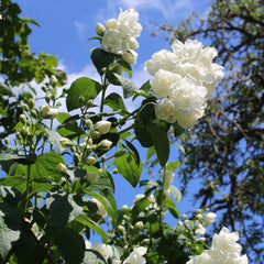 Philadelphus  'Virginal' - Garten-Jasim 'Virginal'