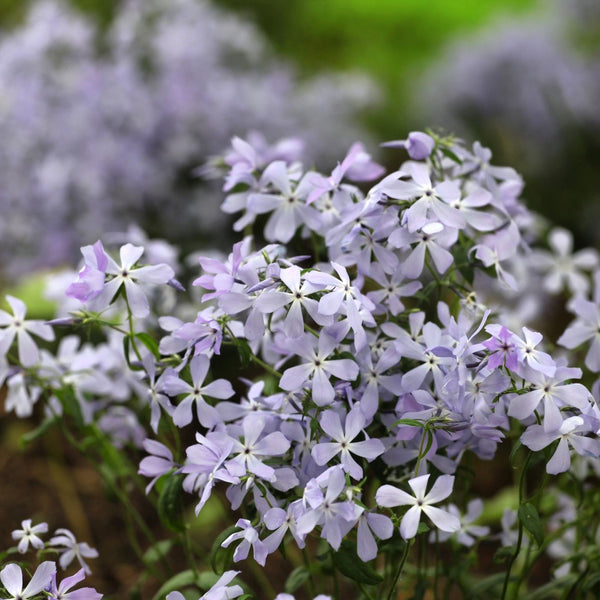 Phlox divaricata 'Clouds of Perfume' - Flammenblume