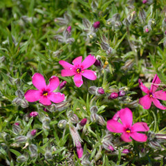 Phlox douglasii 'Crackerjack' - Flammenblume