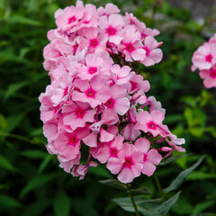Phlox paniculata 'Bright Eyes' - Flammenblume