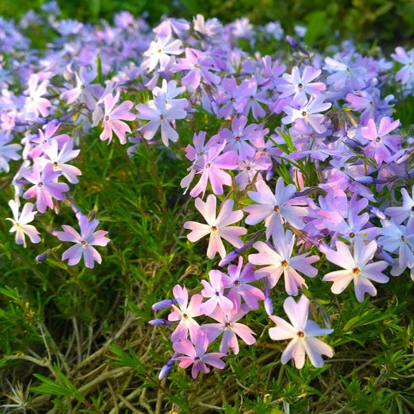 Phlox subulata 'Emerald Cushion Blue' - Flammenblume