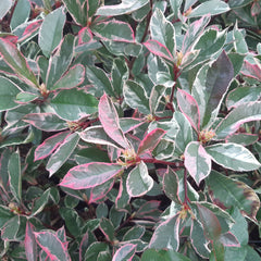 Photinia x fraseri 'Pink Marble' - Weißgrüne Glanzmispel 'Pink Marble'