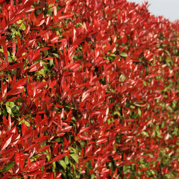 Photinia x fraseri 'Red Robin' - Rote Glanzmispel 'Red Robin'