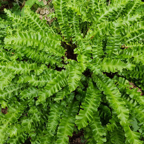 Asplenium scolopendrium 'Undulata' - Hirschzungenfarn 'Undulatum'
