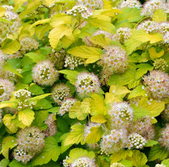 Physocarpus opulifolius 'Angel Gold' - Blasen/Fasanen- Spiere 'Angel Gold'