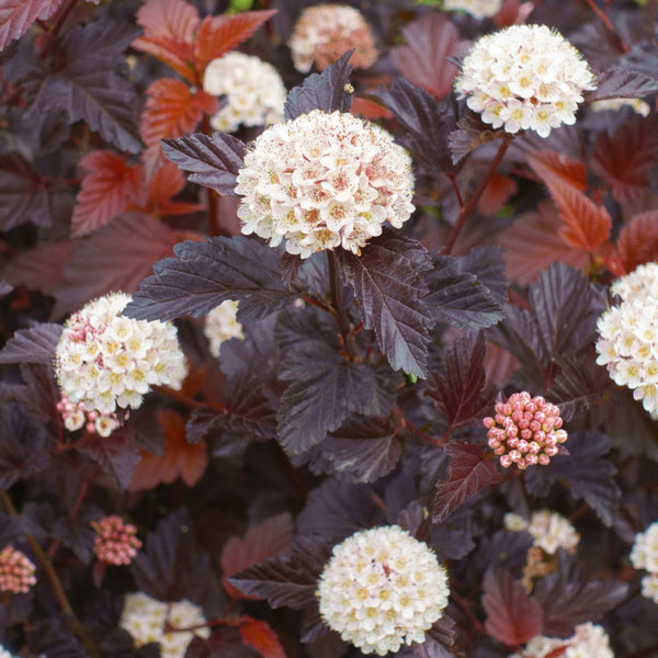 Physocarpus opulifolius 'Diabolo' - Blasen/Fasanen- Spiere 'Diabolo'