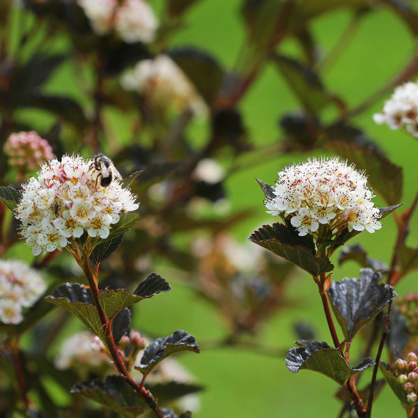 Physocarpus opulifolius 'Summer Wine' - Blasen/Fasanen- Spiere 'Summer Wine'
