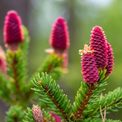 Picea abies 'Acrocona' - Zapfenfichte