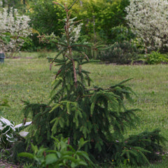 Picea abies 'Acrocona' - Zapfenfichte