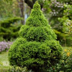 Picea glauca 'Conica' - Zuckerhutfichte