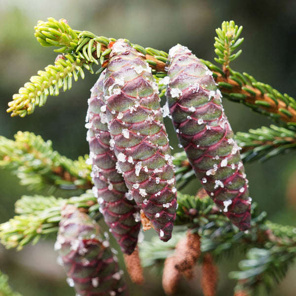 Picea orientalis - Kaukasus-Fichte