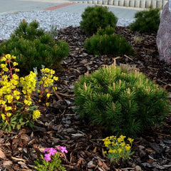 Pinus mugo 'Mops' - Kugelkiefer-Mops